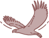 Steller’s Sea Eagle (lat. Haliaeetus pelagicus)