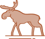 Moose, or elk (lat. Alces alces)