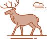 Reindeer (lat. Rangifer tarandus)