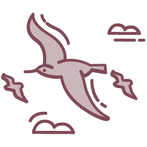 Cormorants and Shags (lat. Phalacrocorax)