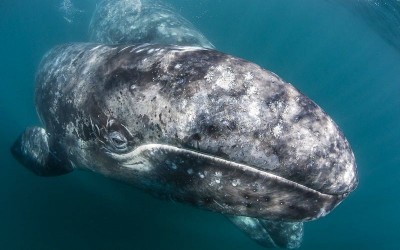 Серый кит (лат. Eschrichtius gibbosus)
